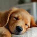 Sleeping Golden Retriever puppy