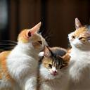 Multiple cats playing