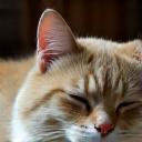 Calm senior cat